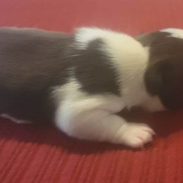 Boston Terrier Puppies from Furhill's Boston Terriers