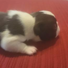 Boston Terrier Puppies from Furhill's Boston Terriers