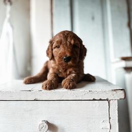 Iron - Red  male Goldendoodle puppy in Shingle Springs, California from Kindred Oak Goldendoodles