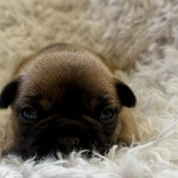 Boy 3 - male French Bulldog puppy in Greeley, Colorado from Mandy Moon French bulldogs