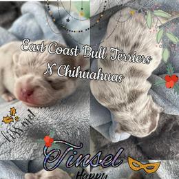 Tinsel - Merle female Chihuahua puppy in Waxhaw, North Carolina from East Coast Bull Terriers N Chihuahuas