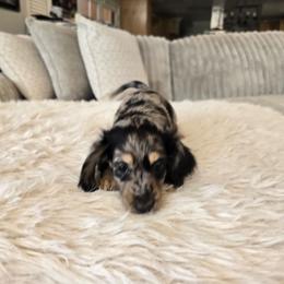 Bandit - Dapple male Dachshund puppy in Price, Utah from Stone Kennels