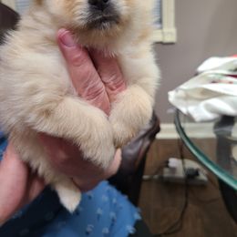 Pomeranian Puppies from Merri's Pom's