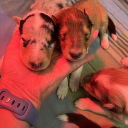 "Belle & Angel" Collie Puppies from River-Valley Collies