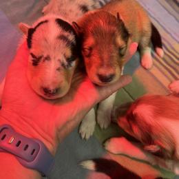 "Belle & Angel" Collie Puppies from River-Valley Collies