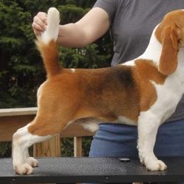 Tommy - Beagle