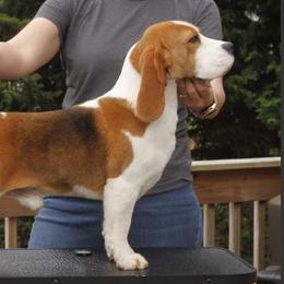 Tommy - Beagle