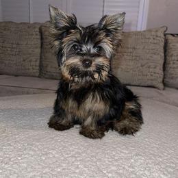 Yorkshire Terriers from Yorkie To My Heart