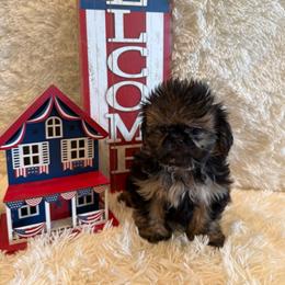 Oakley - Black and tan male Shih Tzu puppy in Success, Missouri from Sweet Success