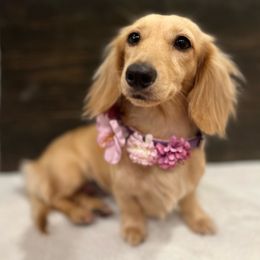 Violet - Dachshund