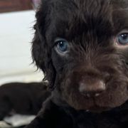 Boykin Spaniels from Drakes Creek Boykins LLC