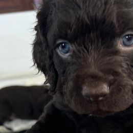 Boykin Spaniels from Drakes Creek Boykins LLC