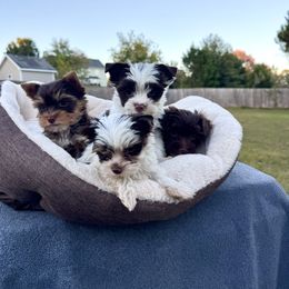 Yorkshire Terrier puppies from Hause of Vang Kennels