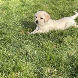 Girl 2 - Yellow Labrador Retriever puppy in Beavercreek, Oregon from Sweetwater Spring Labradors