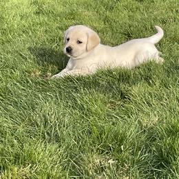 Girl 2 - Yellow Labrador Retriever puppy in Beavercreek, Oregon from Sweetwater Spring Labradors