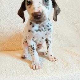 Dalmatian and Poodle Puppies from Cotton Top