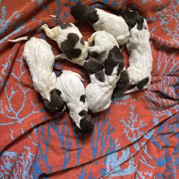 Willie - Liver roan male German Shorthaired Pointer puppy in Axton, Virginia from Red Clay Kennels