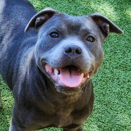 Treasure - Staffordshire Bull Terrier