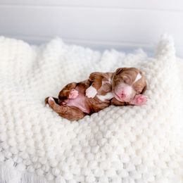 Coldbranch - Red  female Goldendoodle puppy in Greencastle, Indiana from Willow & Co.