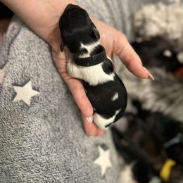 Mackenzie - Black and white male Havanese puppy in Orange, California from Havanese Bragger’s