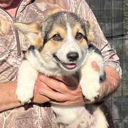 Boy 2 - male Pembroke Welsh Corgi puppy in Prague, Oklahoma from L Bar S Corgis