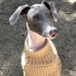 Italian Greyhound All Grown Up from Shanda's Italian Greyhounds