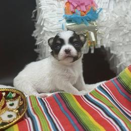 Bram - Black and tan male Chihuahua puppy in Lee Center, New York from Alfheim-Andromeda Chihuahua's (A &A's)