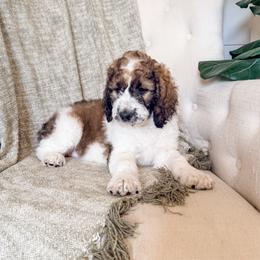 Girl 1 - White and orange female Saint Berdoodle puppy in Beaver, Utah from Rocky Ridge Ranch