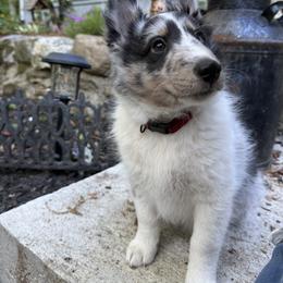 Shetland Sheepdog Puppies from Greener Fields Shelties