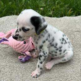 Champ - White and black male Dalmatian puppy in Newfoundland, Pennsylvania from Poconopaws