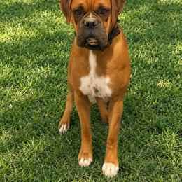 Harvey - Boxer
