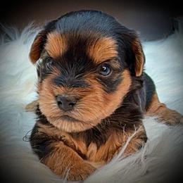 Standard Boy - Black and tan male Yorkshire Terrier puppy in Machesney Park, Illinois from Three Yorkie Family