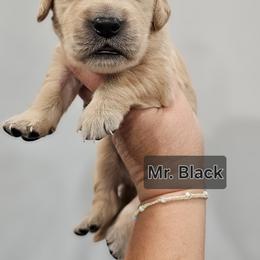 Mr. Black - Light golden male Golden Retriever puppy in Mocksville, North Carolina from Hunting Creek Kennels & Farm