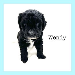 Wendy - Schnoodle puppy in North Salt Lake, Utah from Isla Skye Puppies