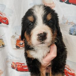 Mater - Black rust and white male Bernese Mountain Dog puppy in Box Elder, South Dakota from Pleasant Lake Bernedoodles & BMDs