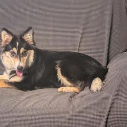 Journie - Tri-color female Border Collie puppy in Loretto, Kentucky from Duncan's Border Collies and Corgis