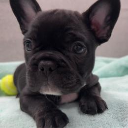 Little Ralphie - Black male French Bulldog puppy in Clifton, Texas from Blue Ribbon French Bulldogs