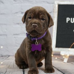 Chinese Shar-Pei and Companion Cross Puppies from Mini Hippo Land