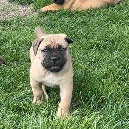 Burgundy collar - Fawn female Boerboel puppy in Fairmount, Indiana from Black Iron Boerboels LLC