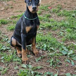 Green boy - Black and rust Doberman Pinscher puppy in Georgia from Jeti Dobermans