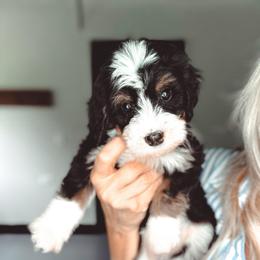 Fire-Fly - Tri-color male Bernedoodle puppy in Jackson, Missouri from Pincksten Family Doodles