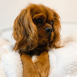 Kane - Cavalier King Charles Spaniel