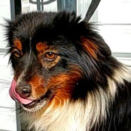Stella - Miniature Australian Shepherd