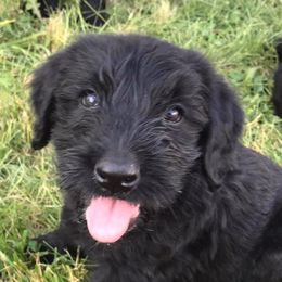 Giant Schnauzers from Seven Bends Giants