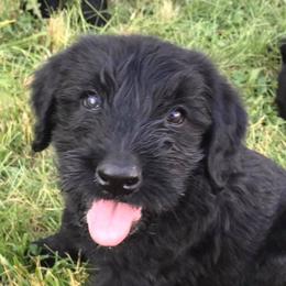 Giant Schnauzers from Seven Bends Giants