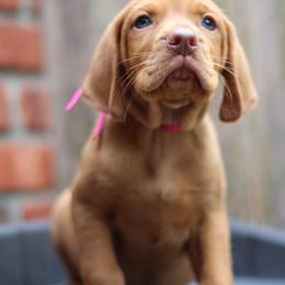 Lotsa - Golden rust male Vizsla puppy in Bloomington, Indiana from Envizion