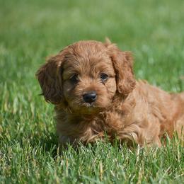 Rosalie - Red female Cavapoo puppy in Gap, Pennsylvania from Country View Puppies ( License 18816)