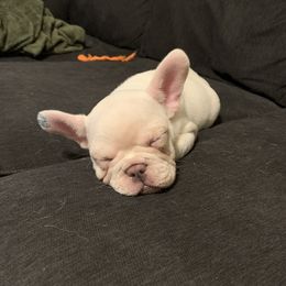 French Bulldog Puppies from De Lux Frenchies