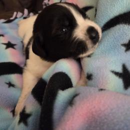 Lainey - White and black female Newfoundland puppy in Quaker City, Ohio from Country Magik