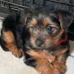 Bella - Yorkshire Terrier